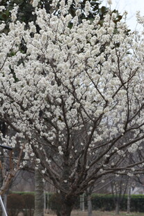 盛开的白色繁花树