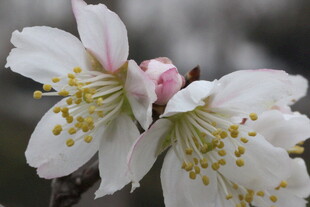 绽放的娇艳白色花朵