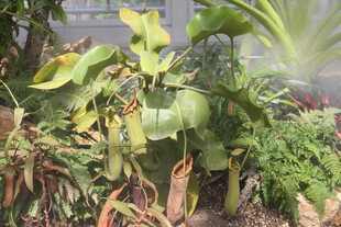 多样绿植展现自然生机