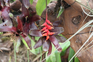 艳丽红瓣兰花特写