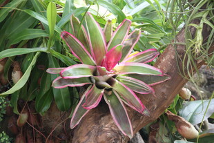 多彩凤梨植物特写