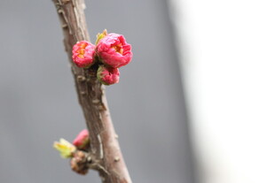 枝头绽放的粉嫩花芽