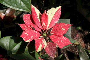 一品红花卉特写