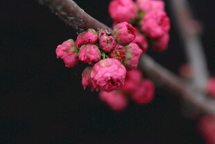 枝头粉嫩花苞绽放