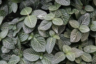 银脉网纹草特写