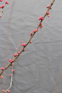 水边绽放的粉嫩花枝
