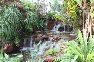 山间溪流旁的繁茂绿植