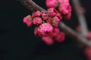 枝头粉嫩花苞待放