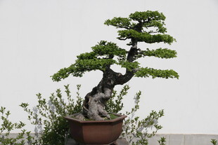 精致盆景展现自然之美