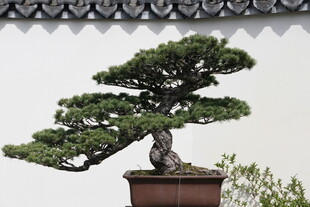 中式盆景 古朴雅致之美