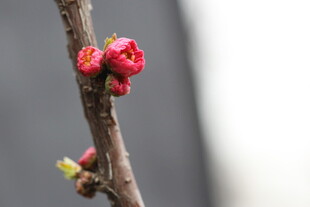 枝头绽放的娇艳红梅