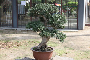 精致盆景 尽显自然韵味