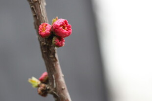 枝头绽放的娇艳桃花