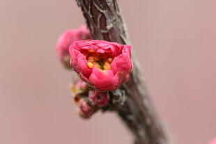 含苞待放的娇艳红梅