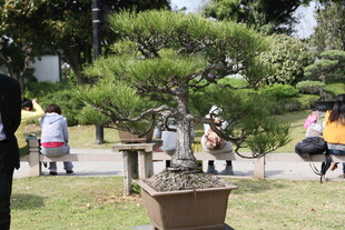 户外盆景展吸引众人观赏