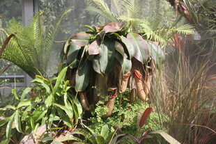 奇特植物 展现自然生机