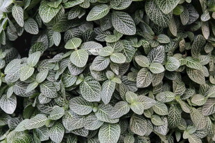 密集排列的绿色叶片