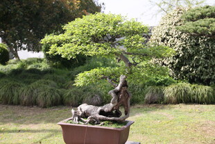 庭院中的动物雕塑盆景