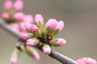 枝头粉嫩春花初绽