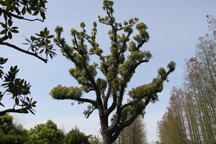 高大挺拔的奇特树木