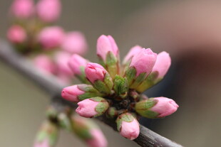 枝头粉嫩花苞初绽