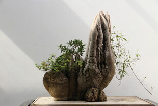 创意根雕绿植盆景摆件