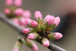 粉嫩花苞绽放枝头
