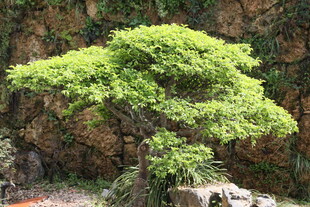 翠绿盆景树 尽显自然之美