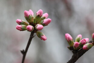 粉嫩花苞绽放枝头
