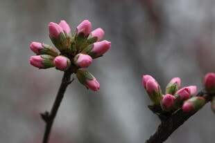 粉嫩花苞初绽枝头