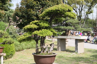 庭院中的精致盆景