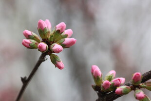 枝头粉嫩花蕾初绽