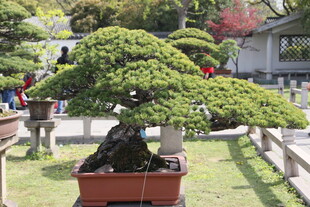 精致盆景展现园艺之美