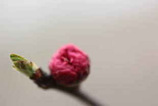 含苞待放的粉嫩花骨朵