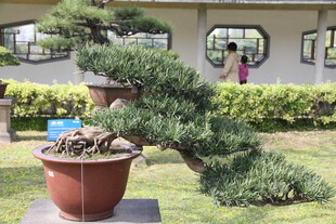 庭院中的精致盆景