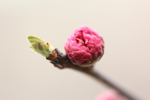 娇艳粉色梅花特写