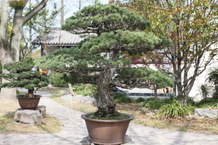 庭院中的精致盆景