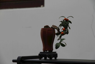 古朴花瓶插绿植