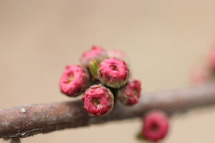 枝头粉嫩花苞初绽