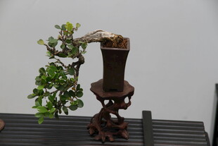 古朴雅致盆景摆件