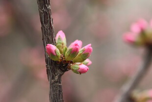 枝头粉嫩花苞初绽