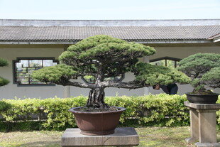 庭院中的精致盆景