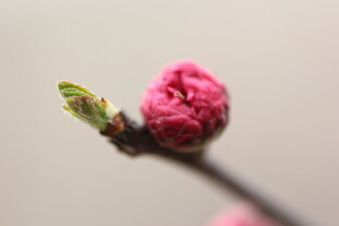 含苞待放的娇艳桃花