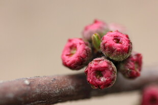 枝头粉嫩花苞待放