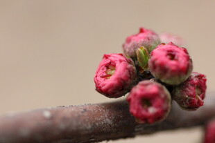 枝头粉嫩花苞初绽