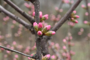 枝头粉嫩花芽初绽