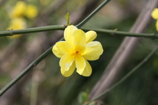 绽放的黄色迎春花