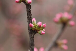 枝头粉嫩花苞初绽