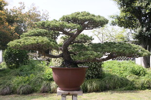 古朴盆景置于绿意园林中