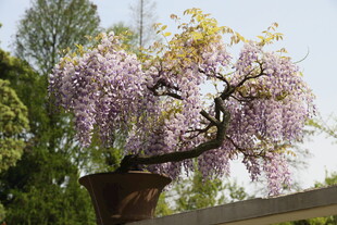 紫藤盆景 绽放梦幻紫花